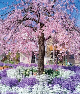 満開に咲き誇る桜（昨年の様子）