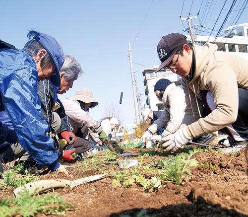 ネモフィラを植える参加者