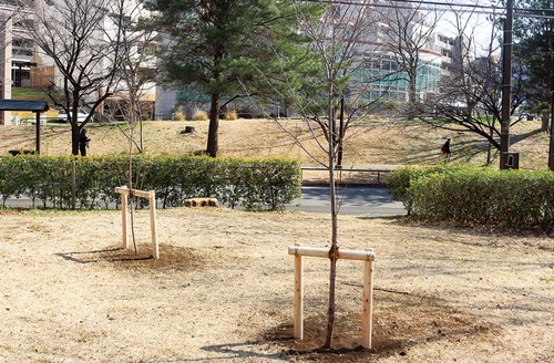 園の南側に移植されたジンダイアケボノ
