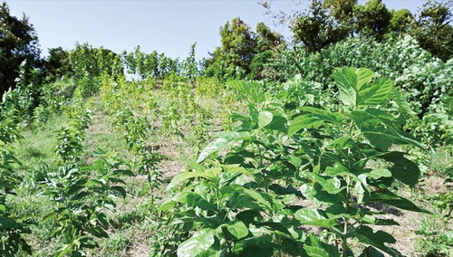 昨年４００本の苗木を植えた桑畑