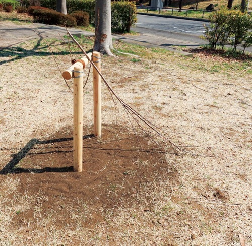 真っ二つに折られた桜の木＝提供写真