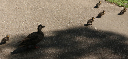 園内を動き回るカモの親子＝５月８日撮影