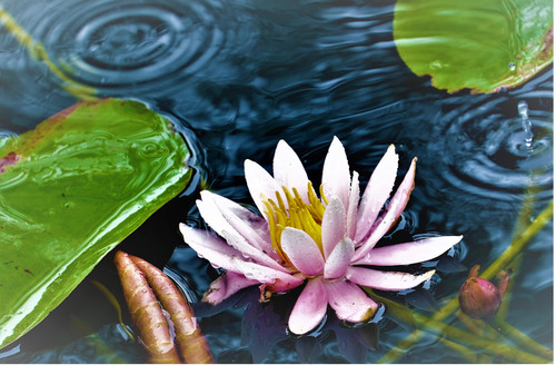 水面に落ちる水滴まで捉えた会員の作品