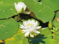 水面に浮かぶスイレン