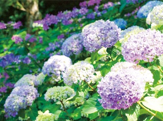 紫陽花ロード色づく