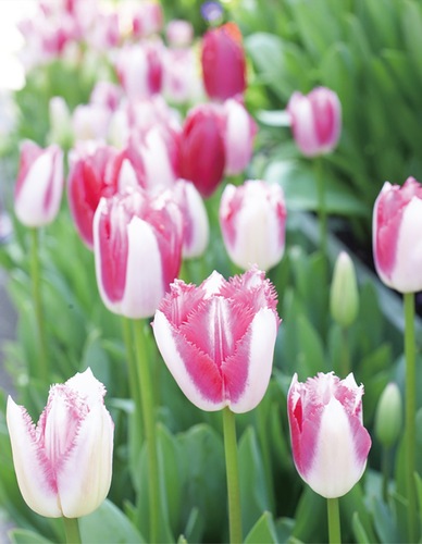 ラバーズタウン