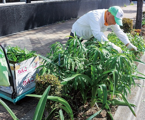 伸びすぎた枝を選定する鏑木さん