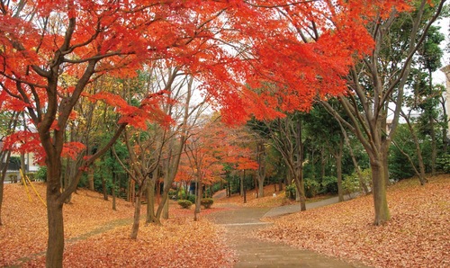 緑道の紅葉＝提供写真