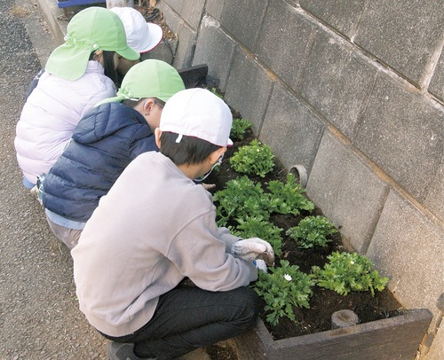 植え替え作業を行う児童と園児