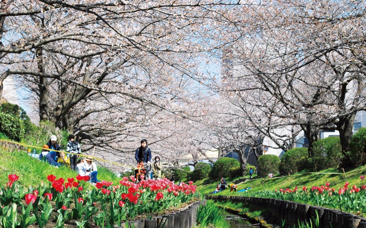 都筑の「桜」で一息を