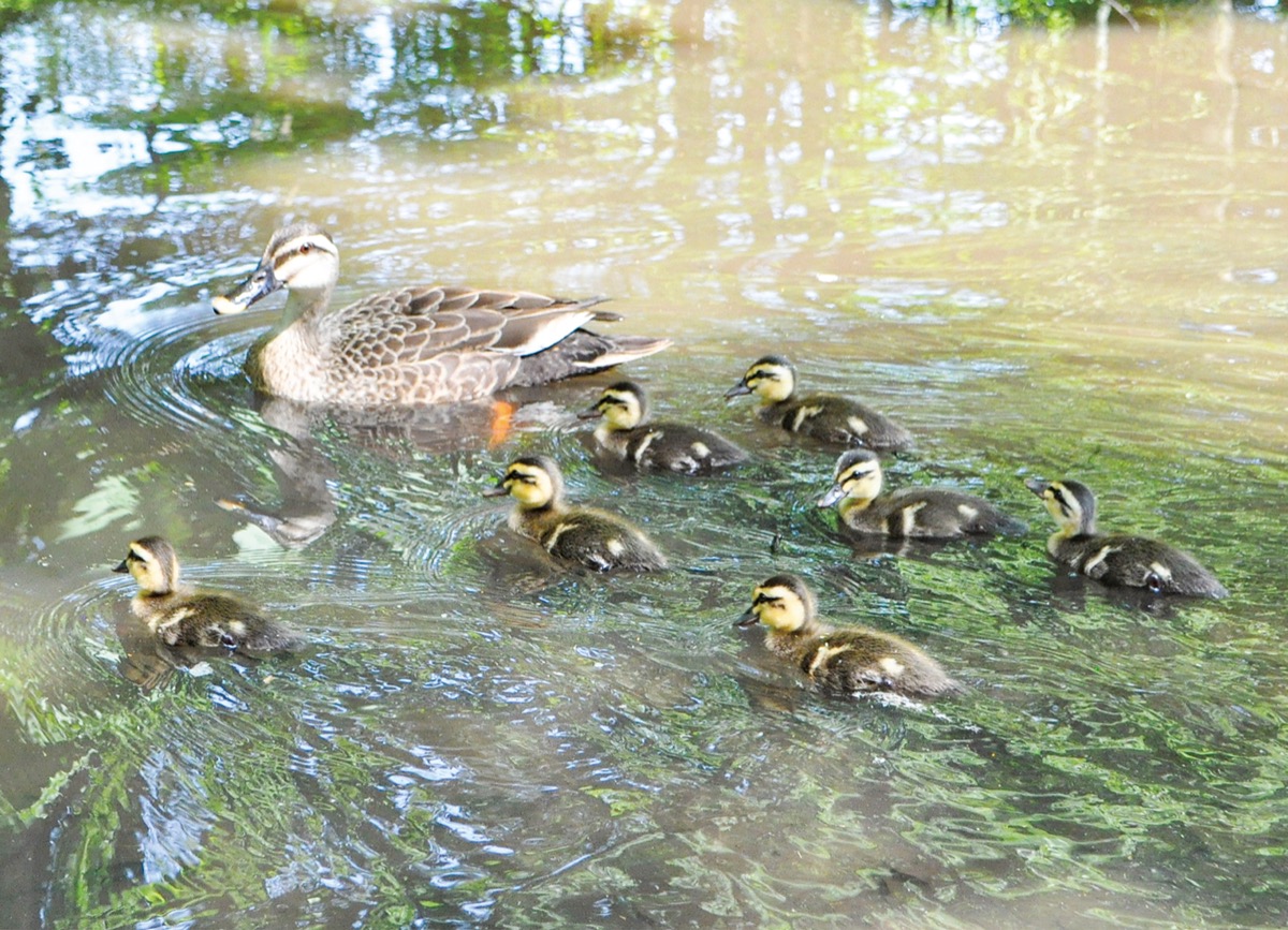 カルガモ親子の大行進 仲町台 せせらぎ公園 都筑区 タウンニュース