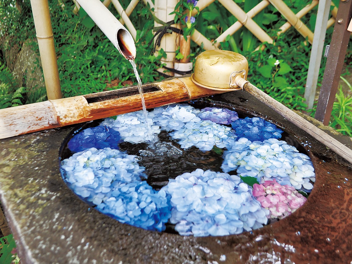 ６月末までが見頃の手水鉢に浮かぶアジサイ（６月20日撮影）
