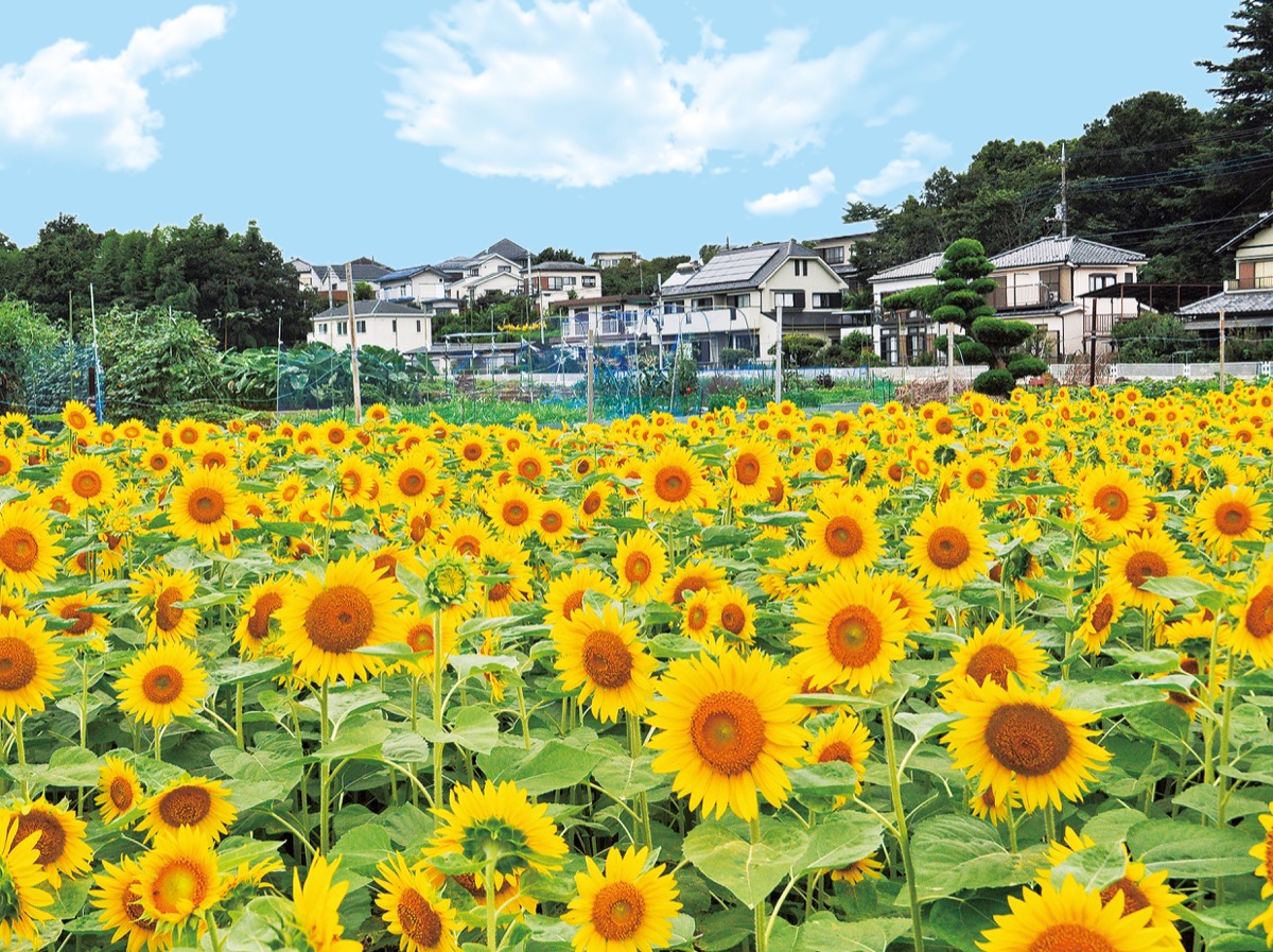 太陽に向かって力強く 池辺町のひまわり畑 都筑区 タウンニュース