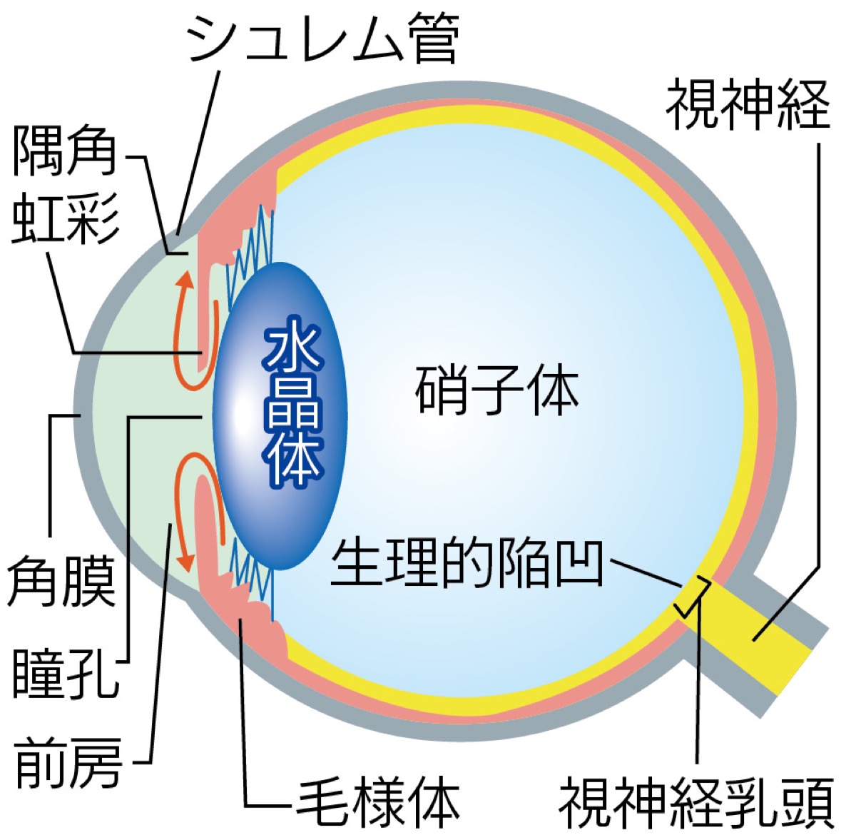 目の水平断面図(各部の名称と房水の流れ)