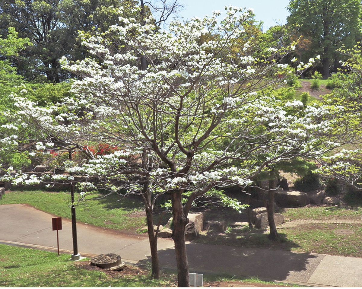 港北区の木「ハナミズキ」(4月20日撮影)