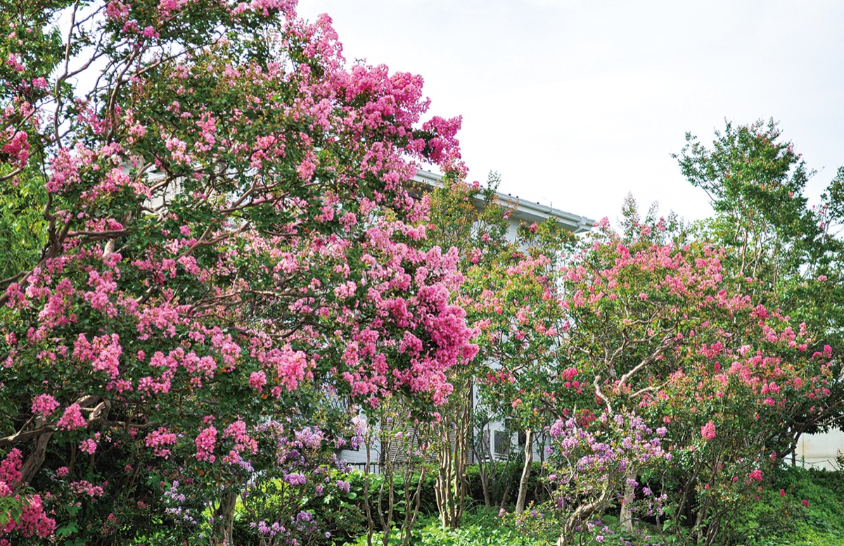 ピンクや紫鮮やかに 加賀原さるすべり公園 都筑区 タウンニュース