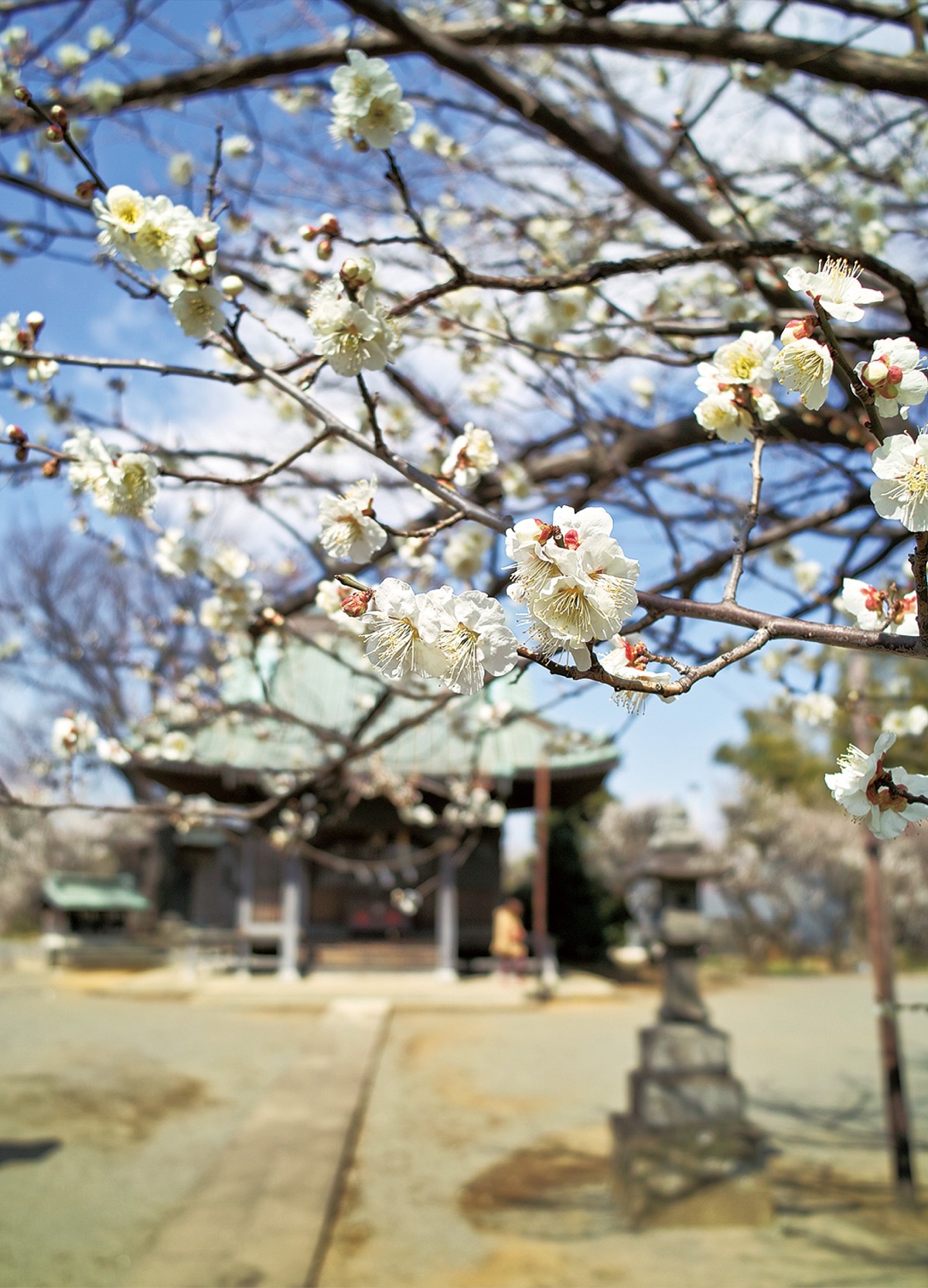 春の陽気に誘われ見頃に (写真1)