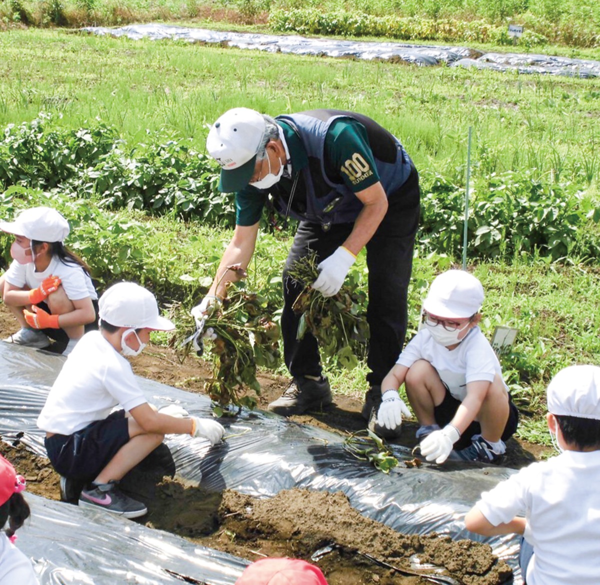 折本小 安納芋を植え付け 地元農家らが協力 都筑区 タウンニュース