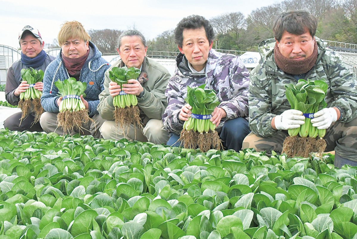 区内農家が小松菜収穫