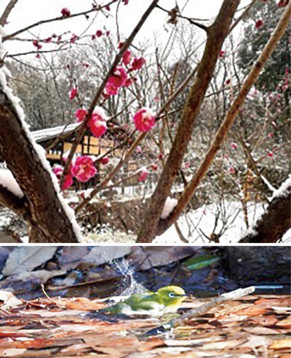 １月　紅梅とメジロ