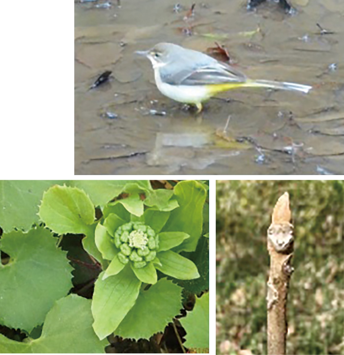 ２月 命輝く芽吹きの季節