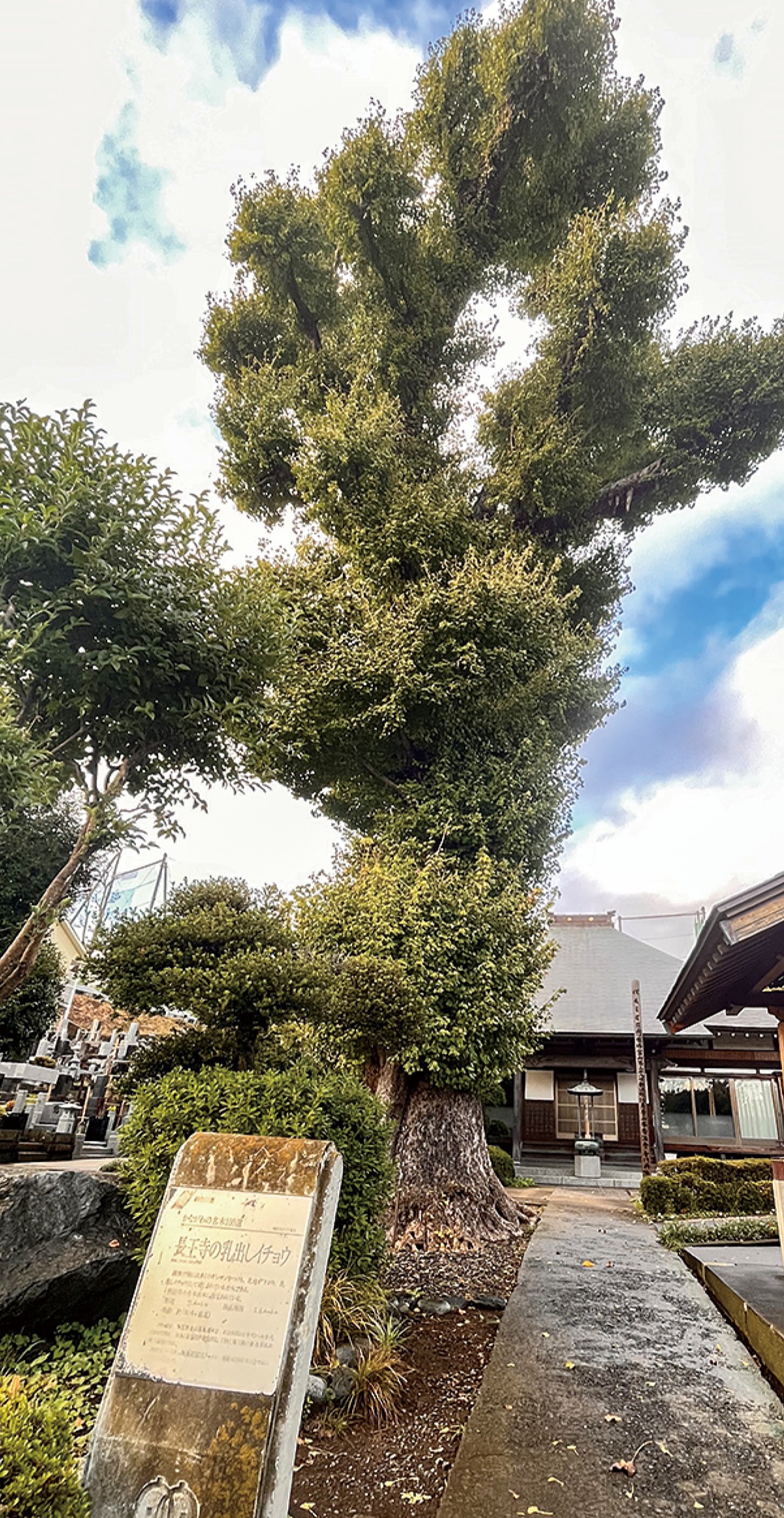天然記念物の大イチョウ