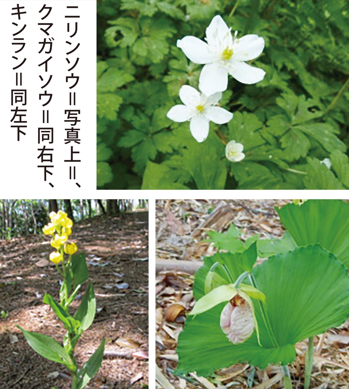 ４月 生き物協奏曲の始まり