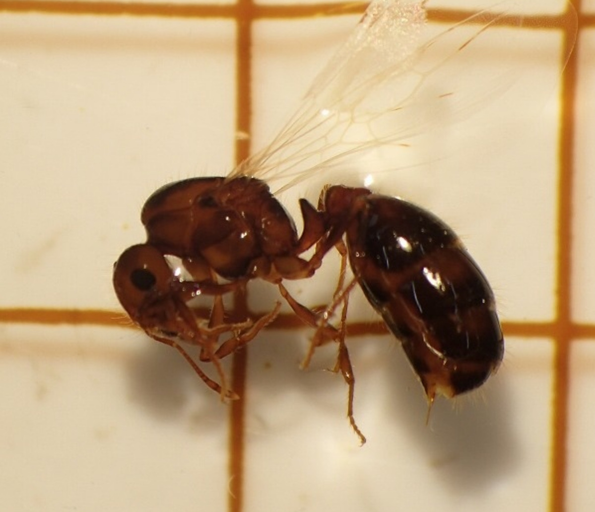 横浜港・本牧ふ頭でヒアリ１千匹超を確認