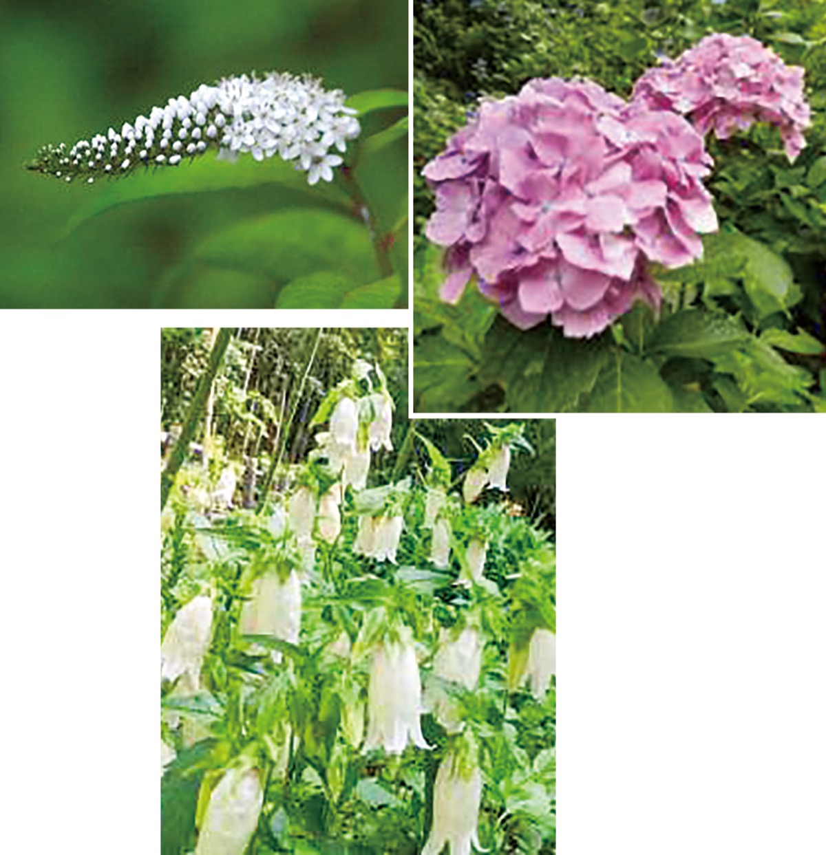 ６月 出会いと発見の季節