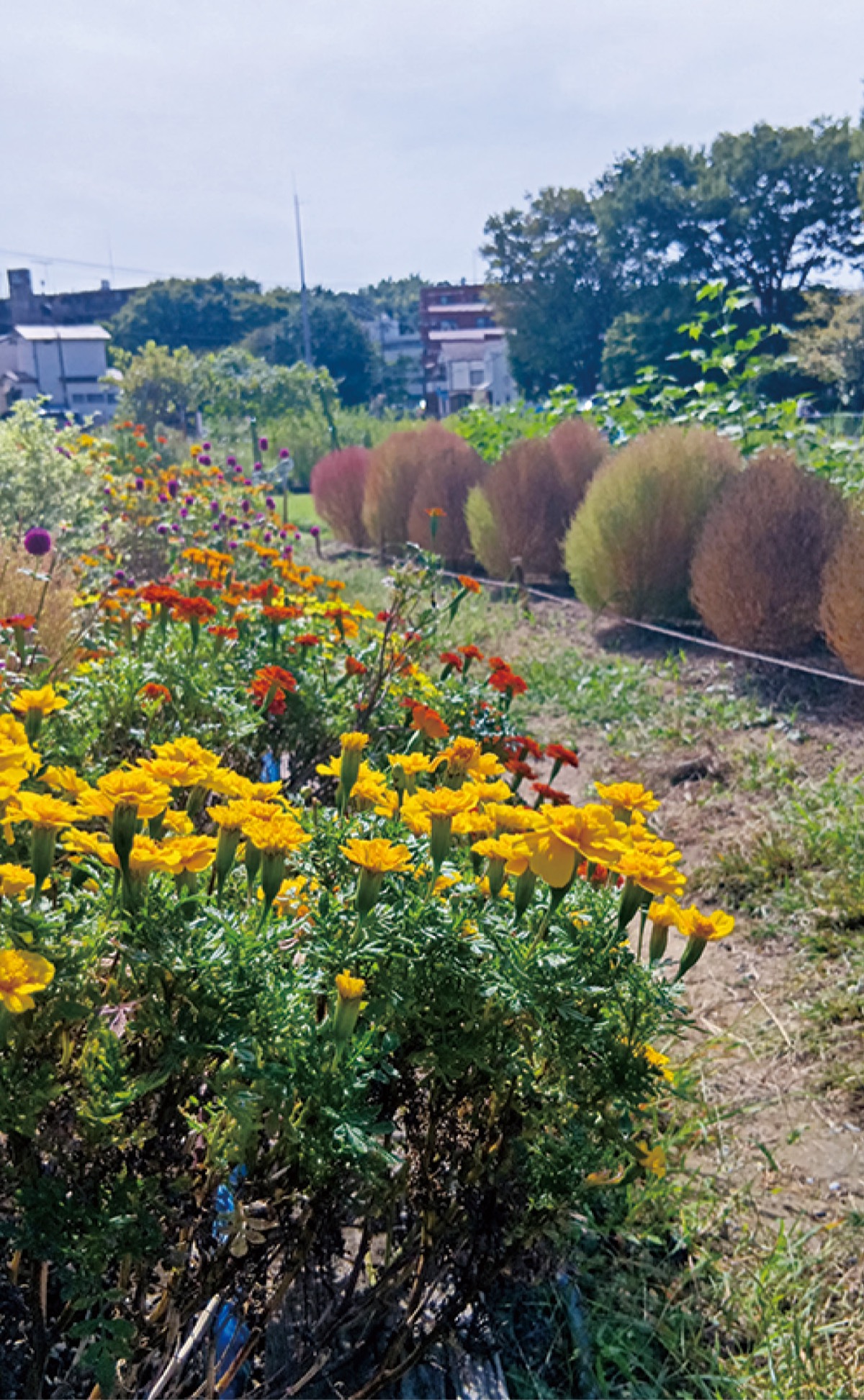 色づく草花で秋を感じる