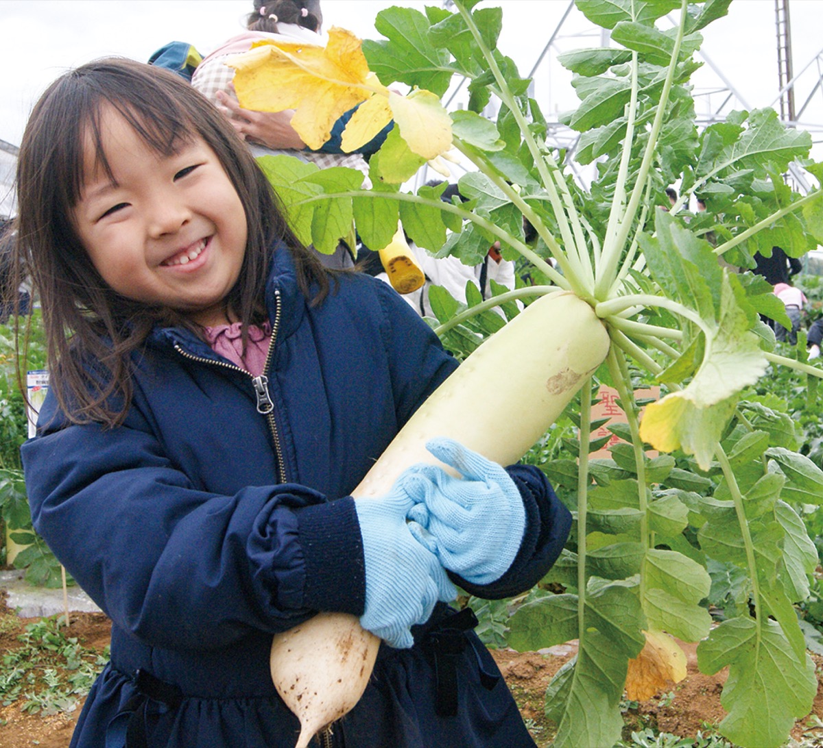 大きな大根、獲れたよ