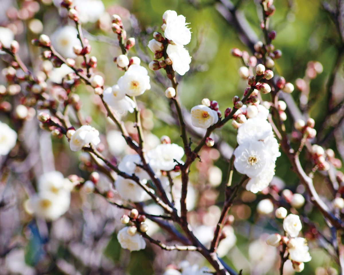 早春告げる梅花麗し