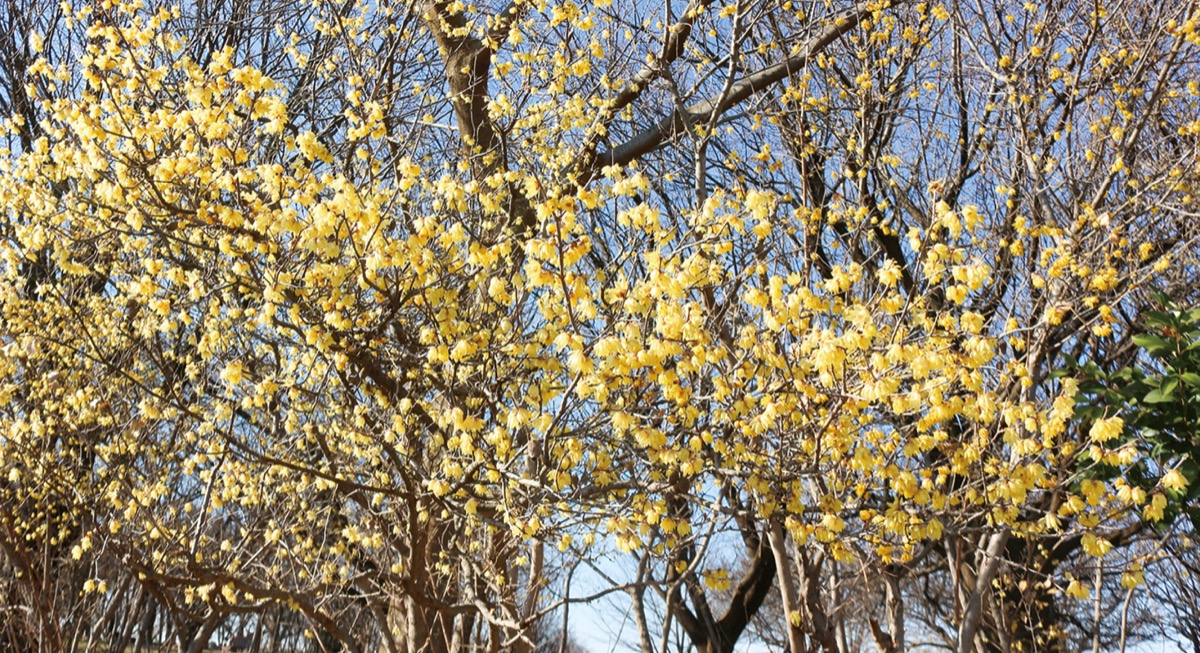 黄金色のロウバイ鈴なり