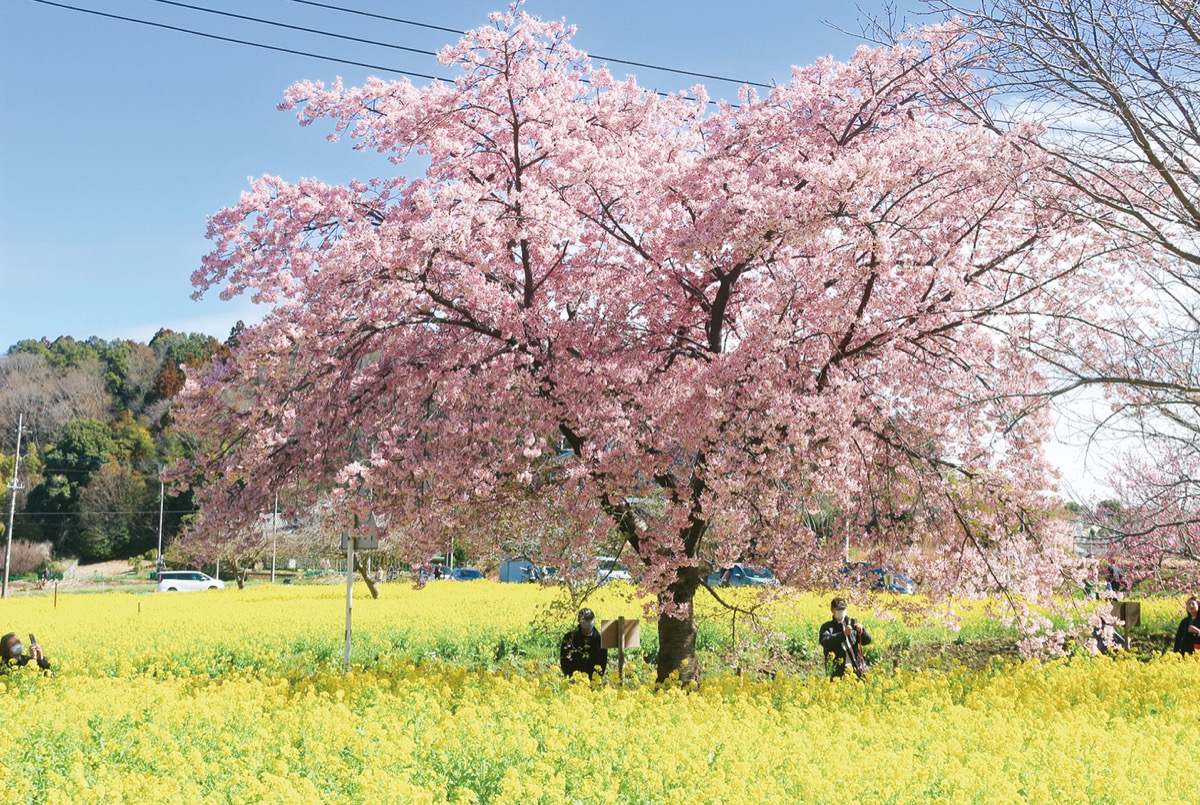 大漁桜と菜の花の共演＝３月４日撮影
