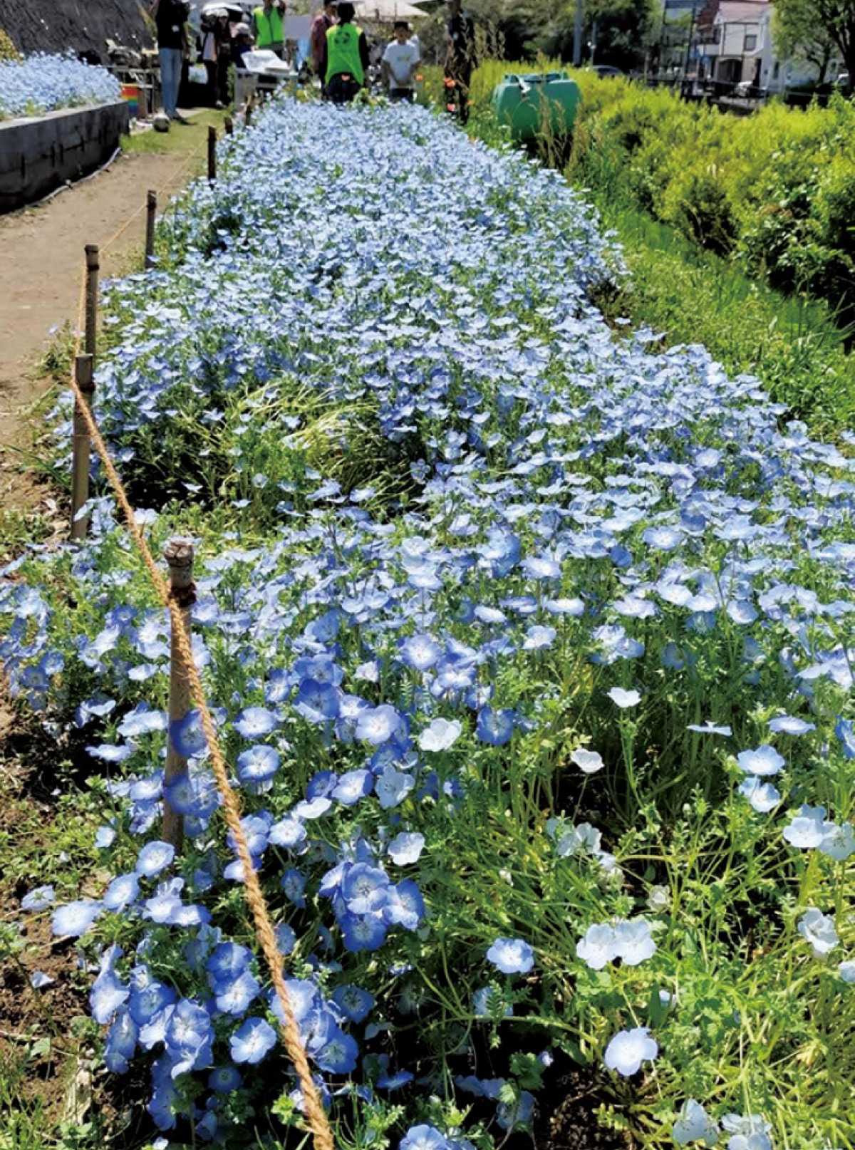 ＨＲＧに咲くネモフィラ