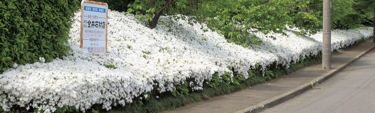 頭上を染める紫の花房 (写真2)