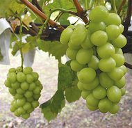 旭区生まれの「浜ぶどう」