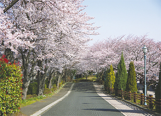 満開が美しい同校正門の桜並木