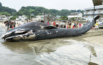 昨年８月に鎌倉の由比ガ浜に打ち上がったシロナガスクジラ