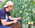 トマトを収穫する林さん