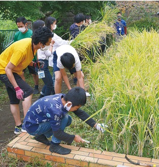 ミニ水田で稲を刈る南本宿小の児童ら