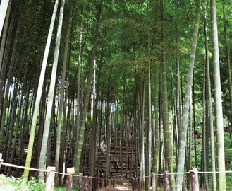 裏庭の竹林