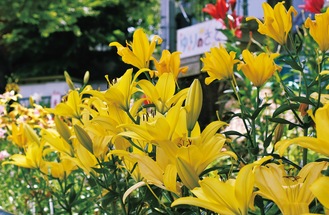 鮮やかに咲くユリ（６月24日撮影）