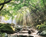 市民の水を守る「緑のダム」道志村水源林＝提供写真