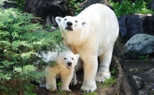 「ライ」（左）と母親の「イッちゃん」＝提供：よこはま動物園ズーラシア