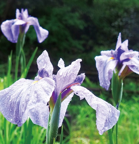 しょうぶ園で開花したハナショウブ＝５月31日撮影