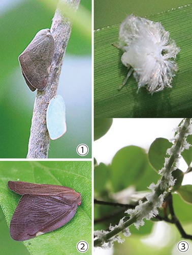 【1】チュウゴクアミガサハゴロモ・アオバハゴロモ　【2】チュウゴクアミガサハゴロモ成虫　【3】チュウゴクアミガサハゴロモ幼虫