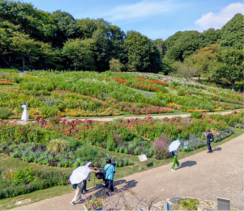 色づく大花壇※９月26日撮影
