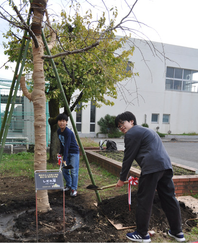 しだれ桜に土をかける児童。記念プレートはPTAの協力で作られた