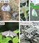 瀬谷の生き物だより 19８